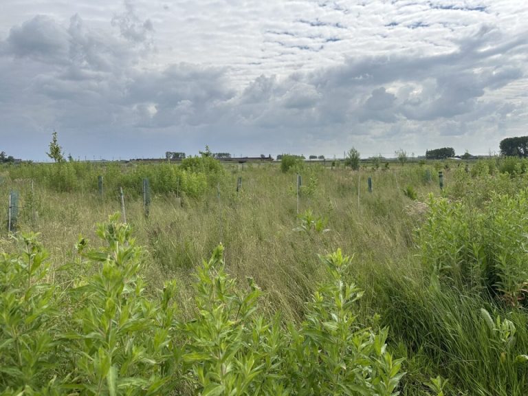 Project ‘Elke boom telt in de Hoeksche Waard’ van start: Informatiebijeenkomst op woensdag 12 februari