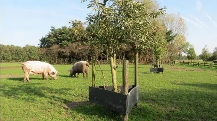 boslandbouw buitenvarkens