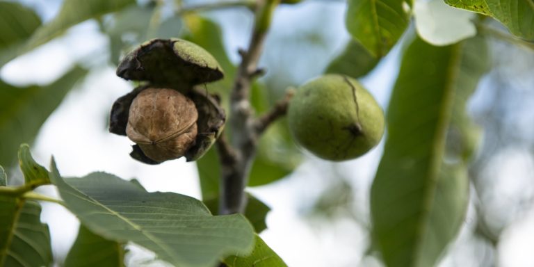 Landbouw met bomen, over het nut van agroforestry voor het landbouwsysteem