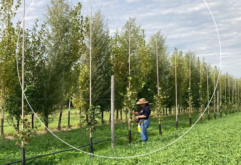 Nieuw rapport: Dataverzameling agroforestry in beeld
