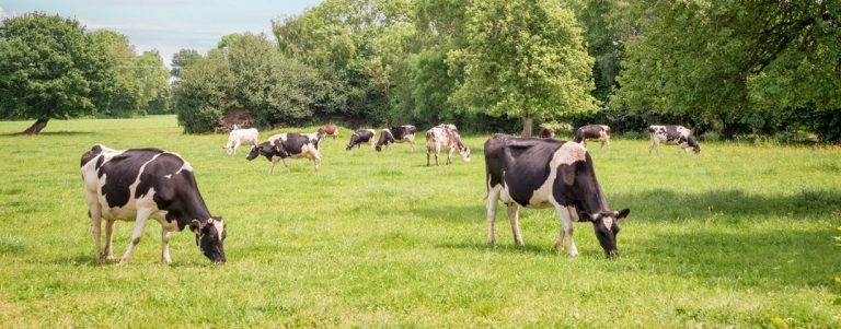 Agroforestry factsheet 19: stappenplan voor een ontwerp op een melkveebedrijf