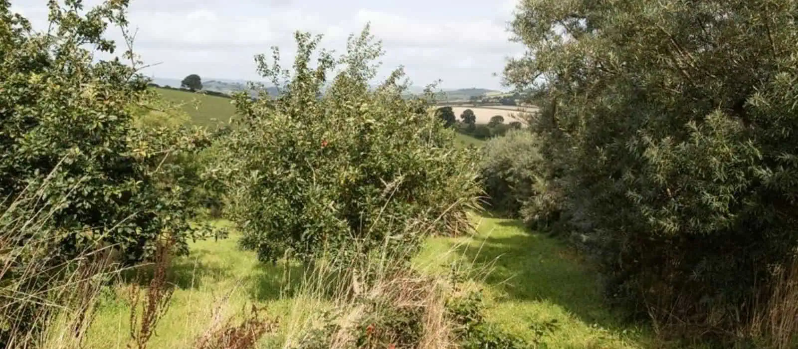 Agroforestry voucher Cambium