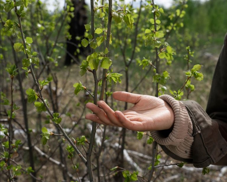 Praktijknetwerk Agroforestry van start in provincie Utrecht