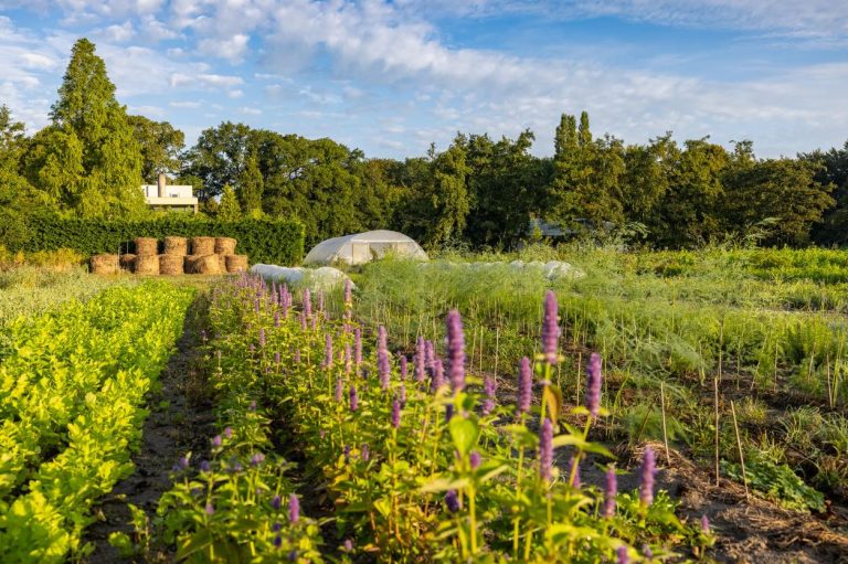 Syntropische Agroforestry & Regeneratieve Kruidenteelt Weekend/Webinar