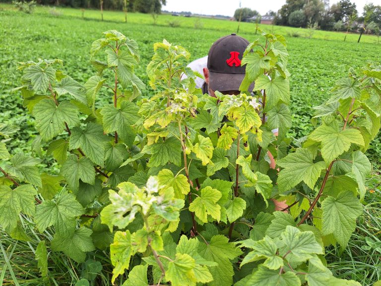 Eerste resulaten agroforestry-experiment AgroforestryBlueprint