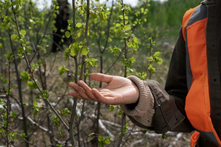 Agroforestry & ‘Mijn percelen’: Deel je ervaring met RVO en help verbeteren!