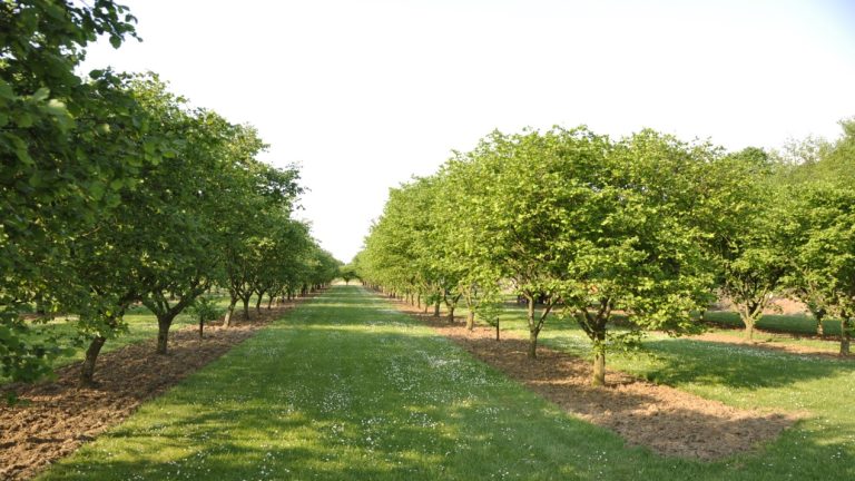 11 juni GLB-openstelling voor agroforestry Noord-Brabant