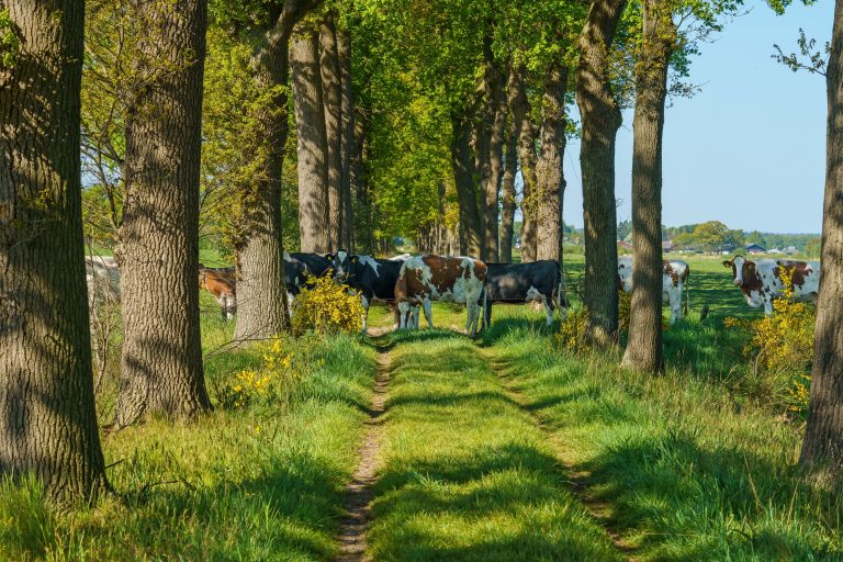 Agroforestry biedt kansen voor toekomstbestendig landelijk gebied in Overijssel