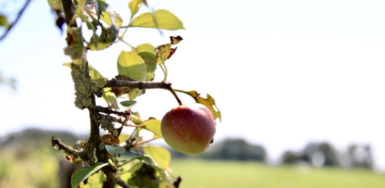 Demonstratie zomer snoei fruit- en walnootbomen op 21 juni