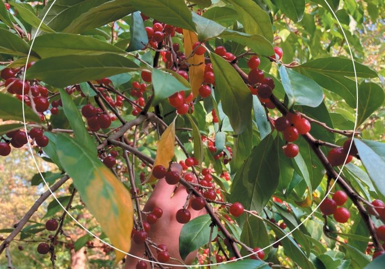 Nieuwe literatuurverkenning WUR: agroforestry in gematigde klimaatzones biedt veel potentie, maar kent ook barrières