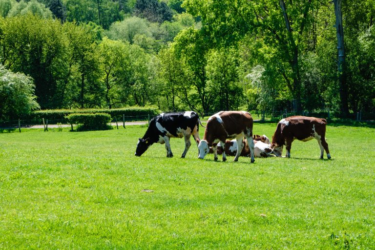 Drenthe krijgt eigen Agroforestry Netwerk