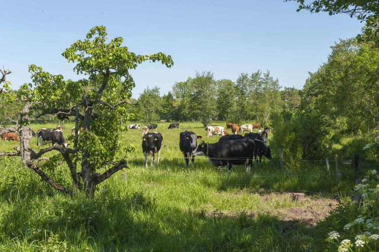 Agroforestry excursie bij boeren in Utrecht Oost