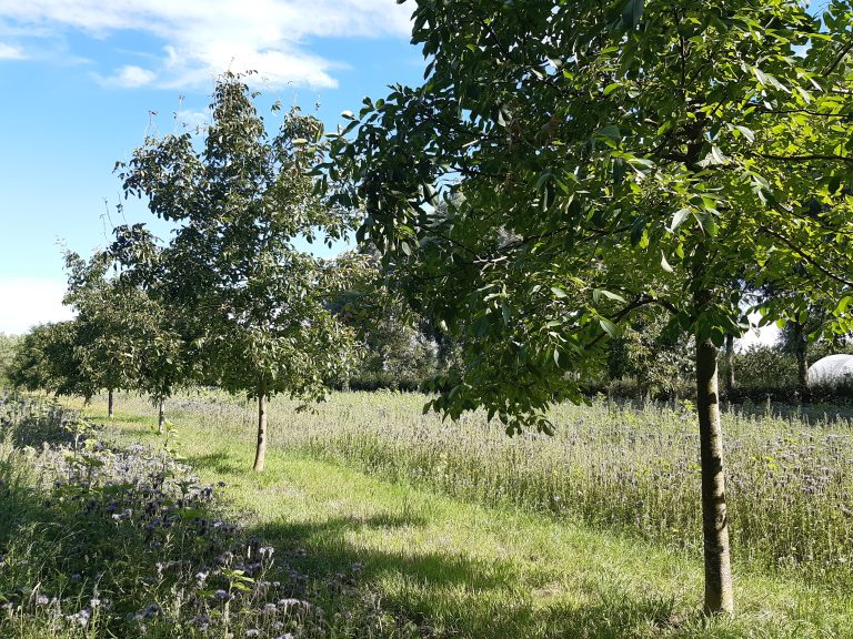 Opleiding agroforestry – Verdiep je expertise als landbouwadviseur