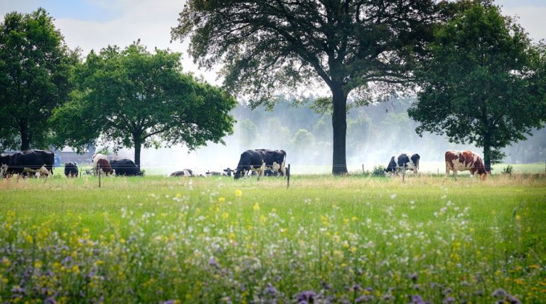 Voedselbosbouwdag 2025: Toekomst met agrarisch voedselbos