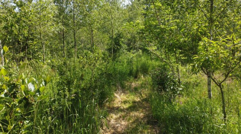 Syntropische landbouw – wat en hoe