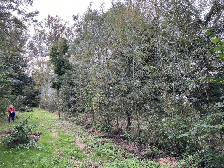 Workshop – Van Bos naar Agroforestry Systeem