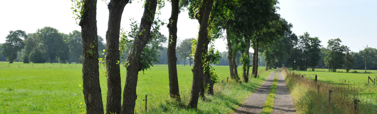Subsidie bos en hout | Groningen