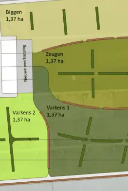 AF varkens