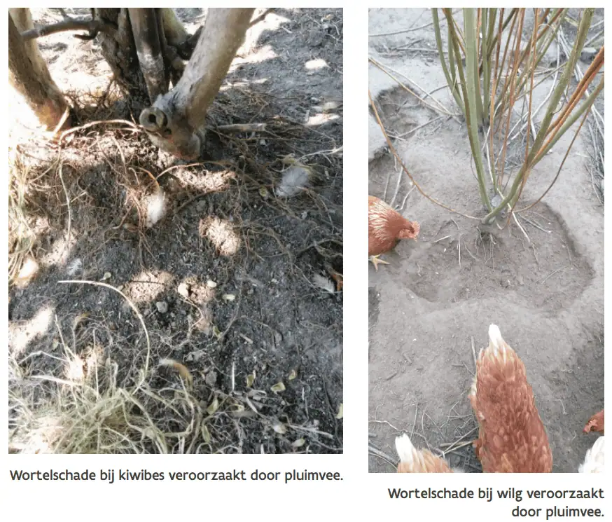 Schade door dieren
