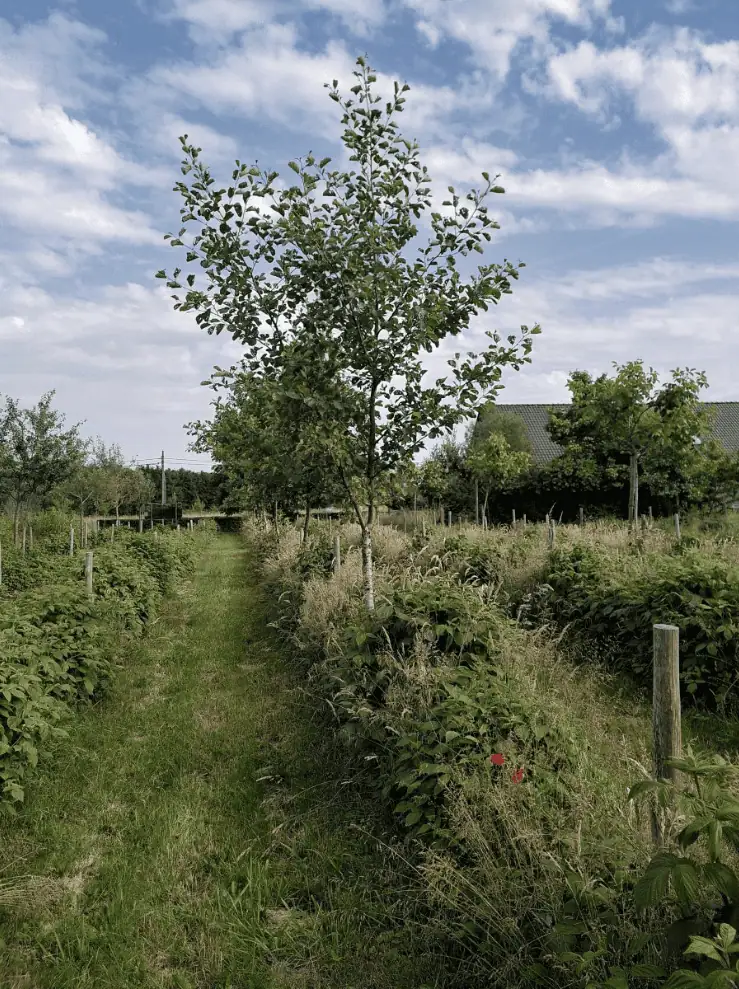 Voedselbos beleid