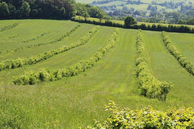 Measuring and rewarding carbon sequestration from agroforestry