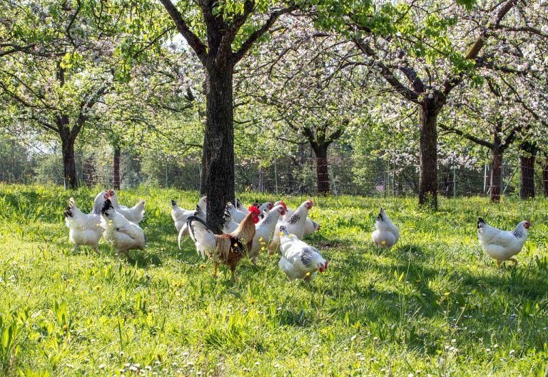 Agroforestry in de praktijk: voorbeeldvideo’s uit Vlaanderen