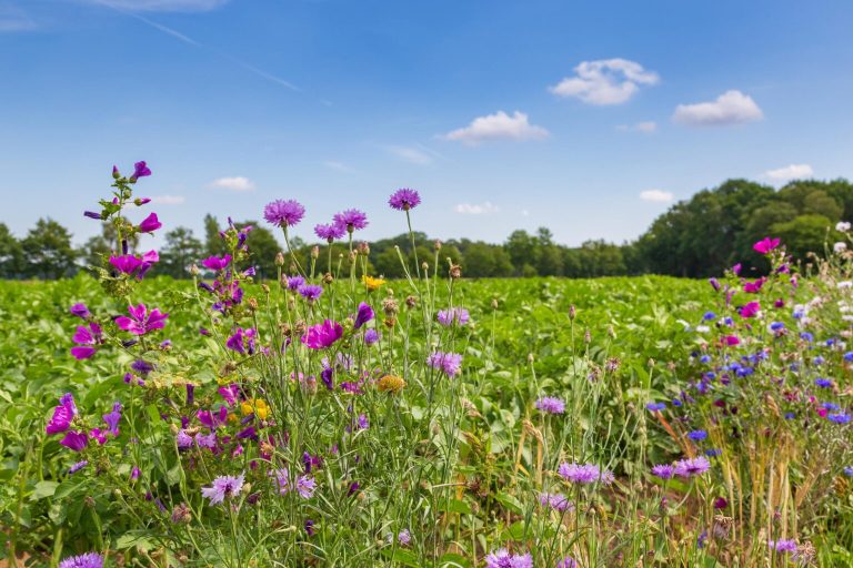 Overijssel Boert Duurzaam beloont boeren voor duurzame landbouwpraktijken