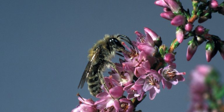 Subsidie voor bijenlandschappen 2026: kansen voor agroforestry