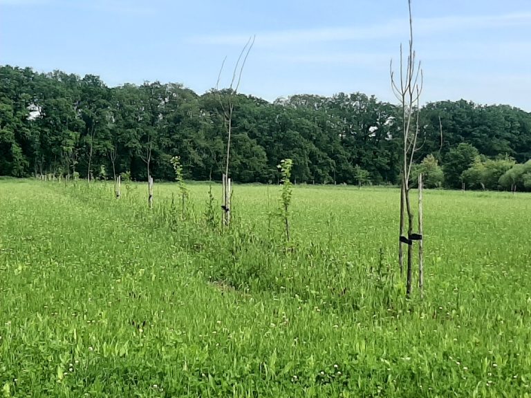 Webinar introductie agroforestry voor docenten