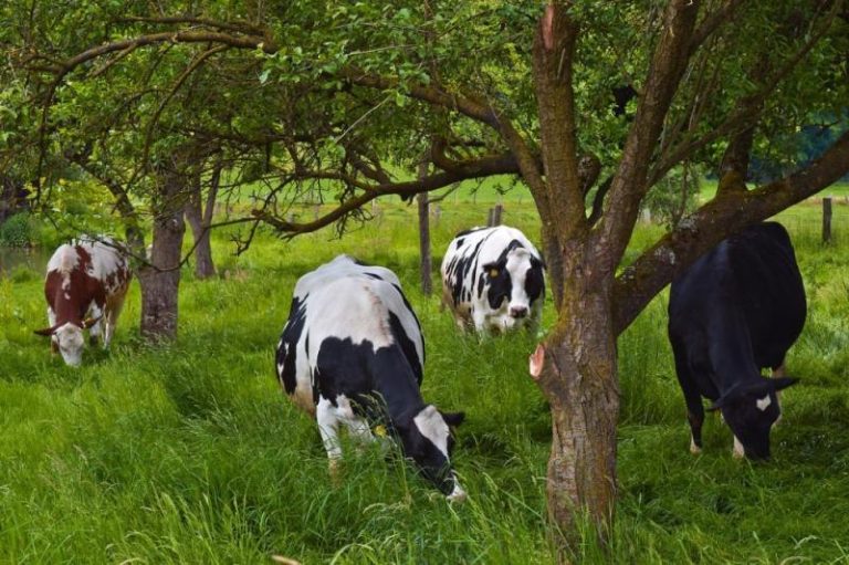 Hollandse Lagen | korte film agroforestry in open landschap