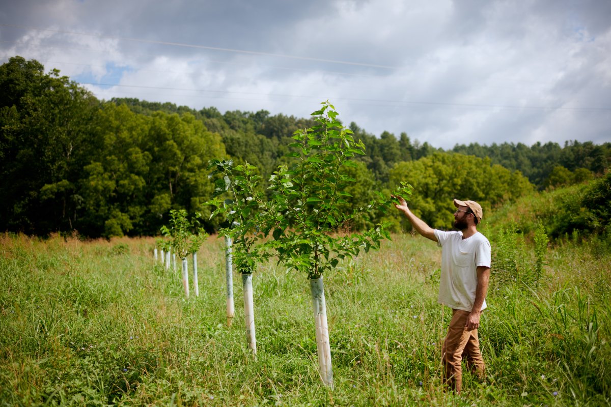 Aanplant in agroforestrysysteem