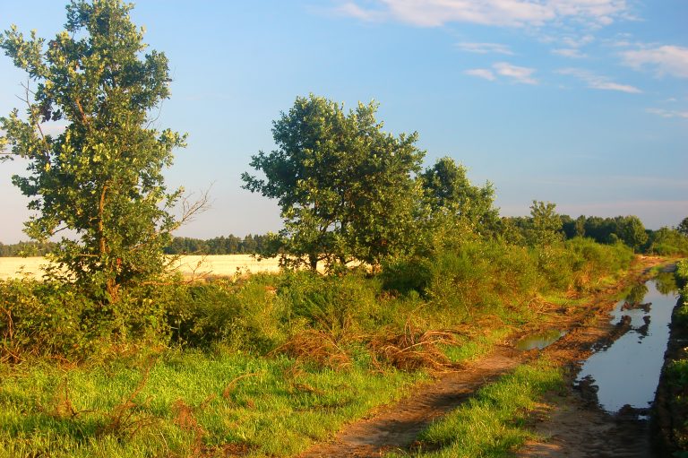 Steun bij agroforestry: ontdek alle provinciale subsidies