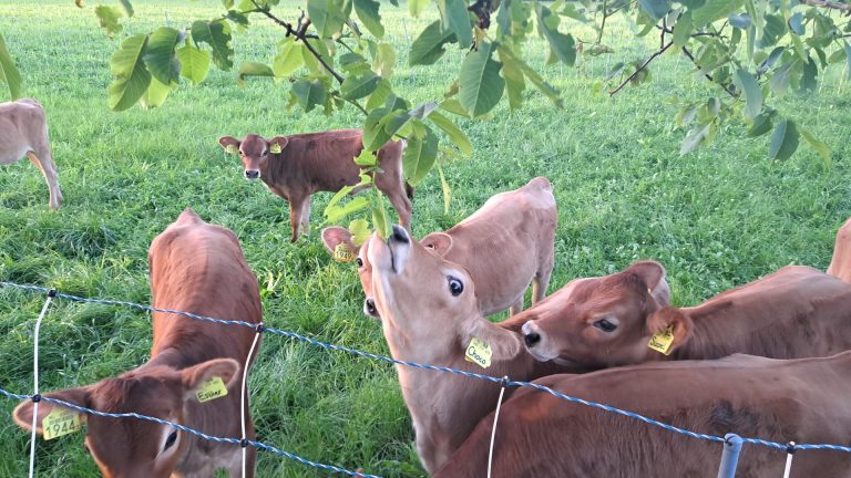 Boeren starten waarnemingsproject naar gebruik van voederbomen