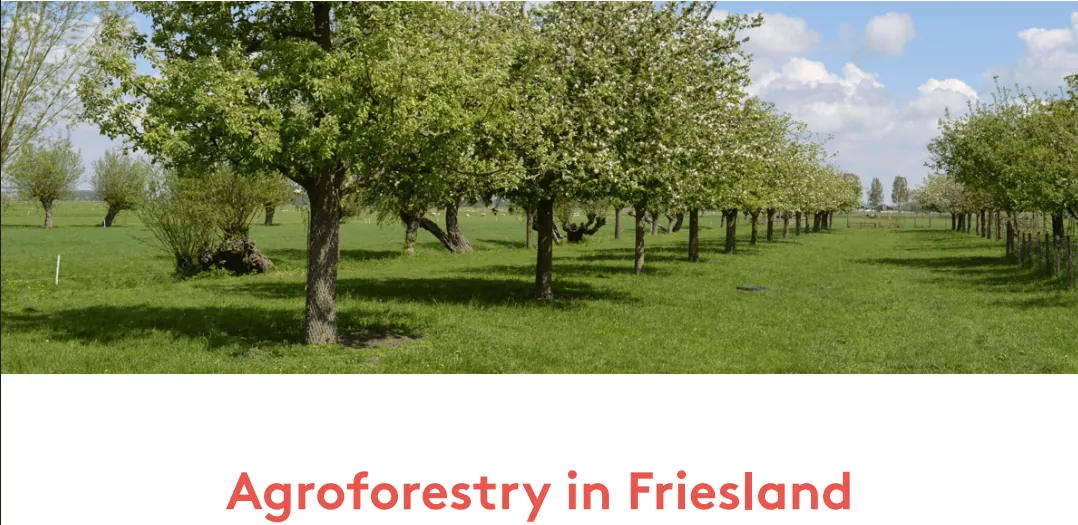 Agroforestry in Friesland