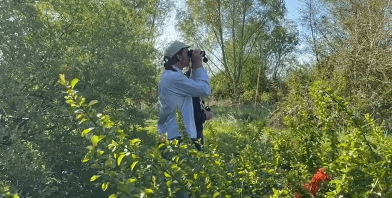 Video voedselbos Haarzuilens insecten en broedvogels