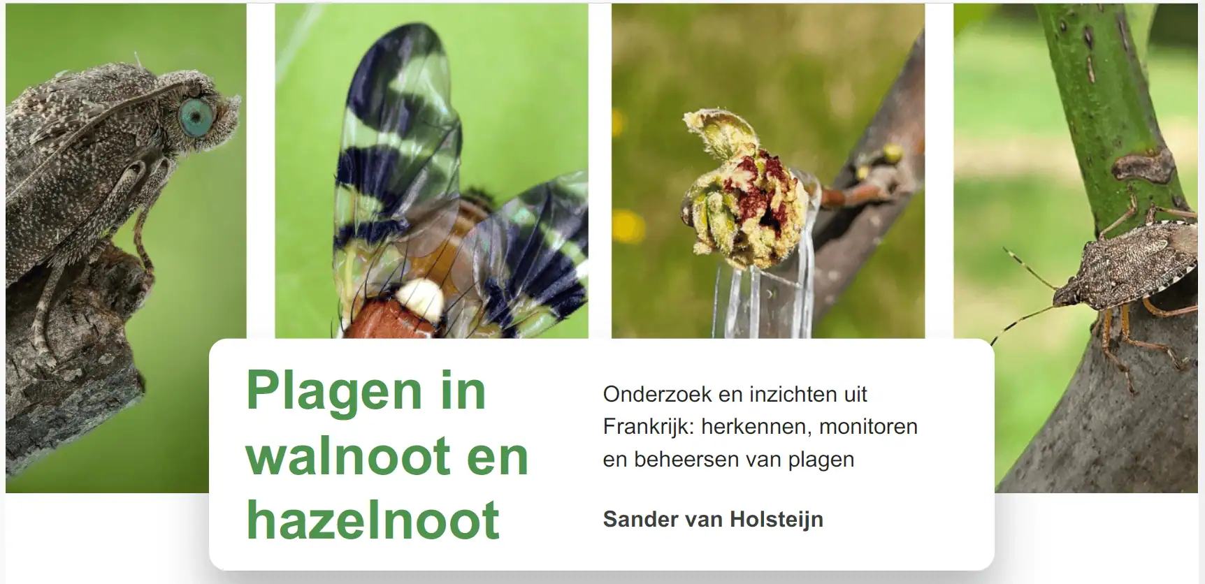 Plagen walnoot hazelnoot