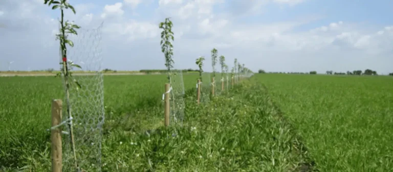 Subsidie RVO eco-regelingen 2026