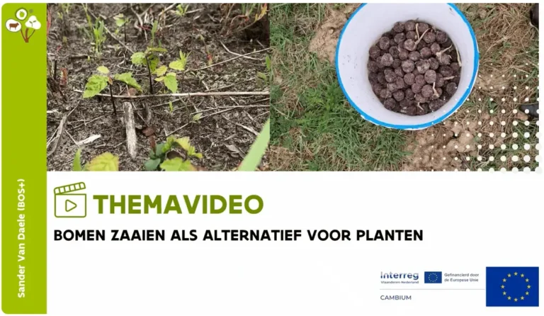 bomen zaaien