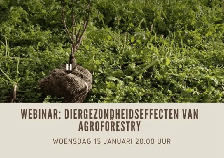 Effecten van agroforestry op diergezondheid