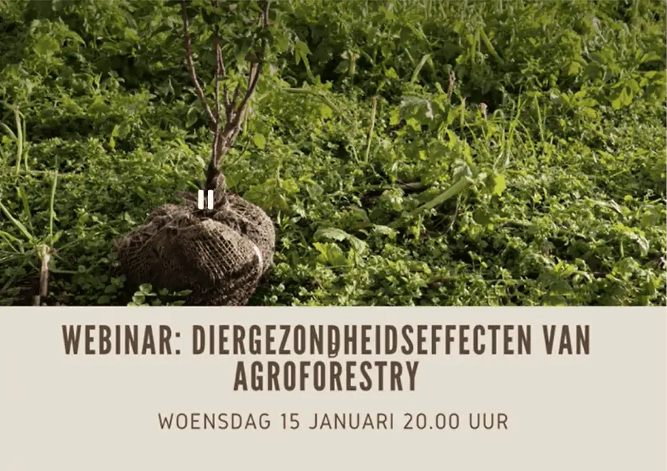 Effecten van agroforestry op diergezondheid