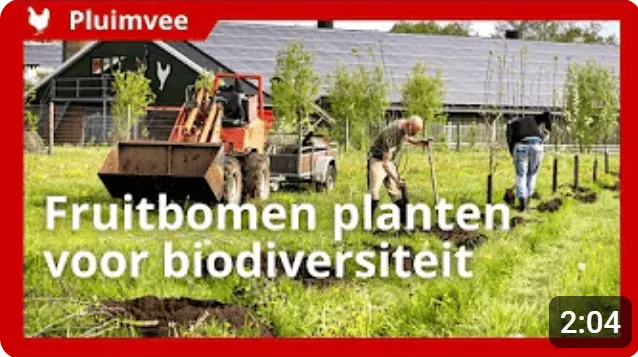 Fruitbomen in kippenuitloop