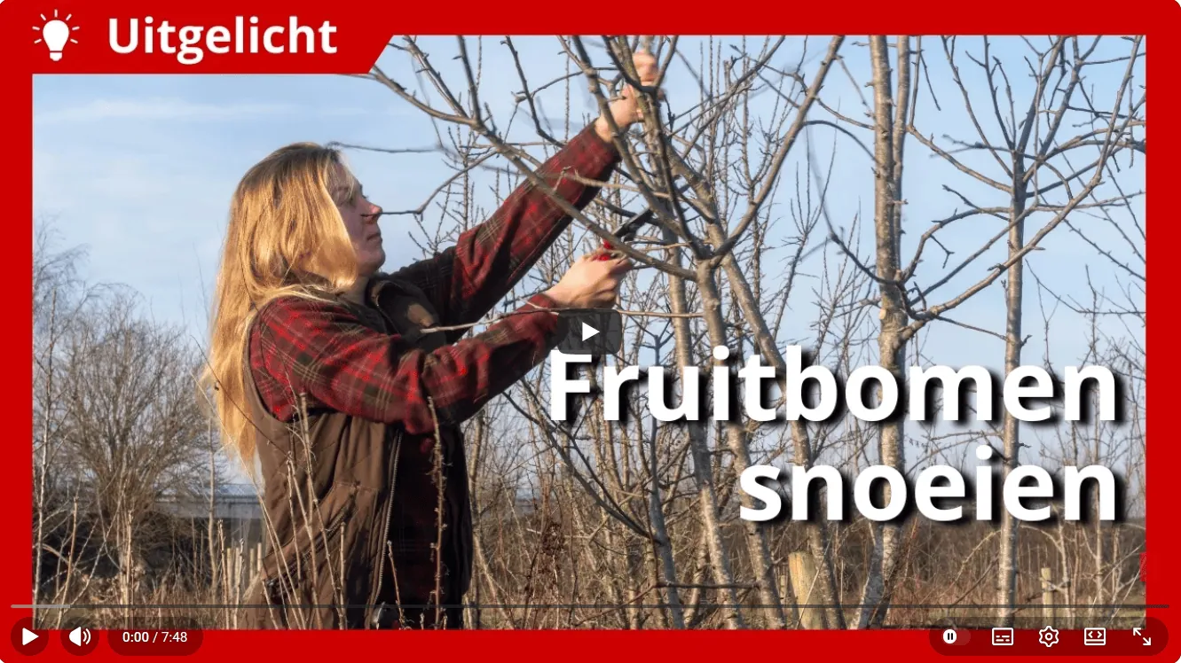 Fruitbomen snoeien in agroforestry
