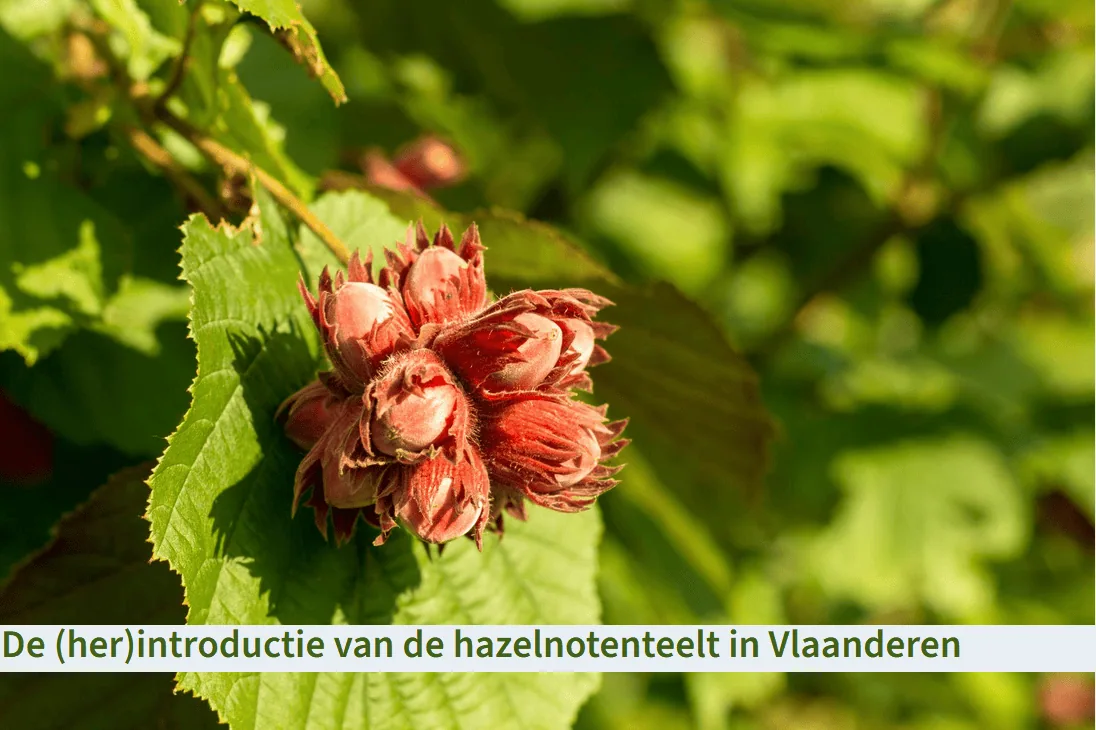 Hazelnootteelt Vlaanderen
