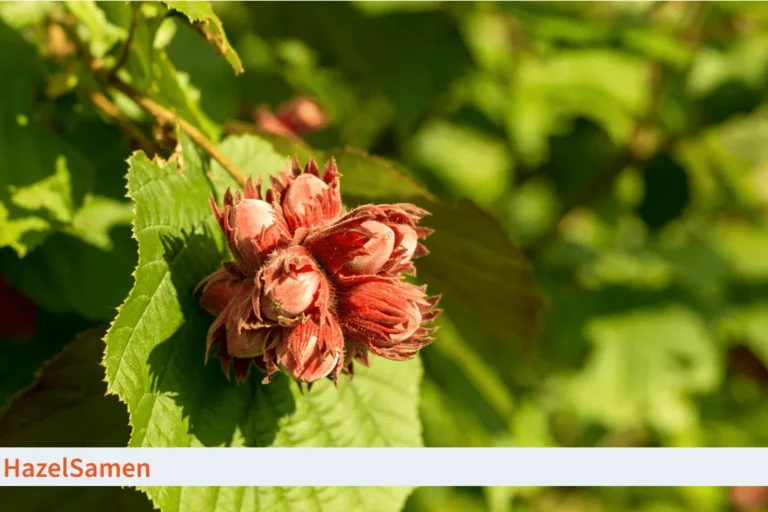 hazelsamen