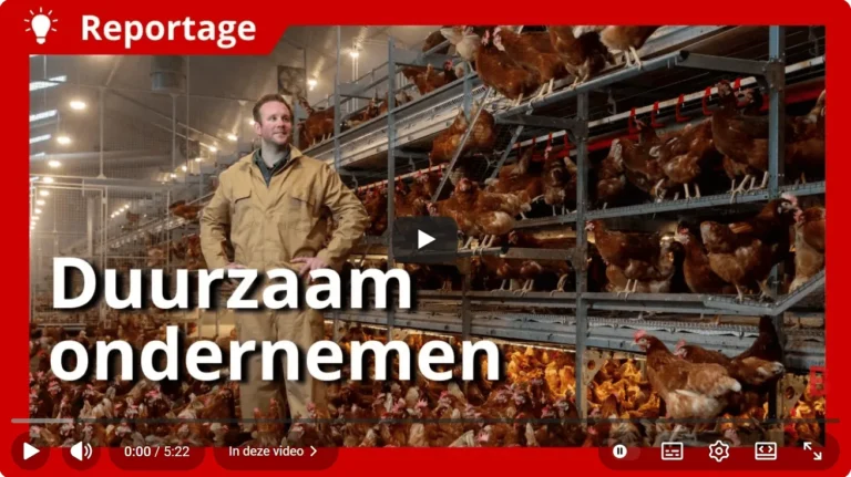 agroforestry met kippen
