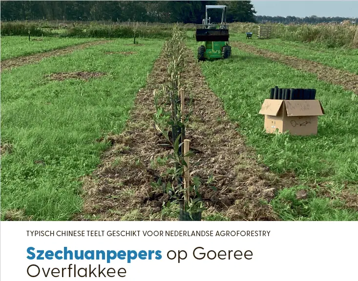 szechuan peper teelt