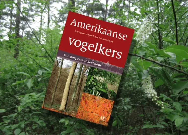 Amerikaanse vogelkers