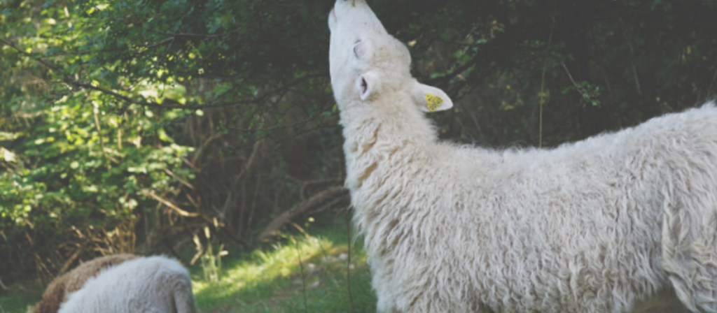 schapen grazen in een bos