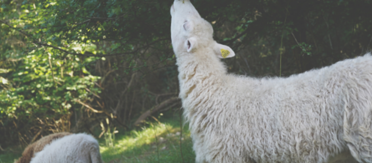 schapen grazen in een bos