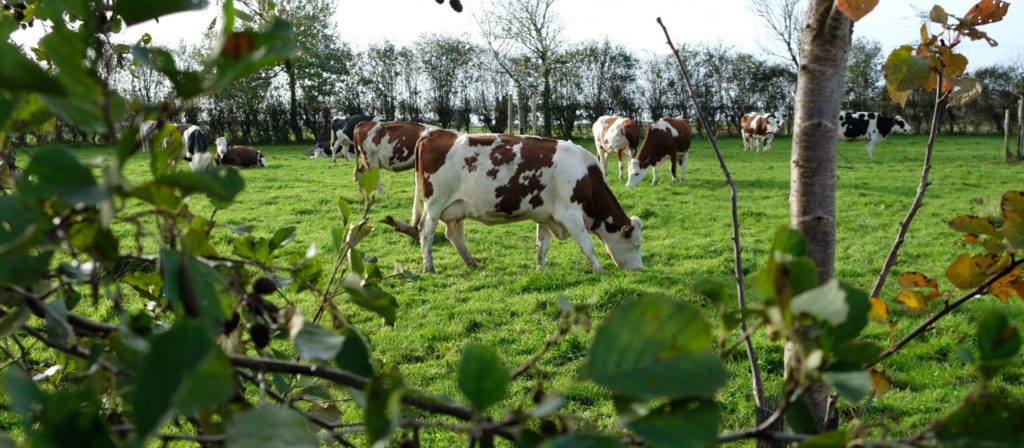grazende koeien gezien door een heg